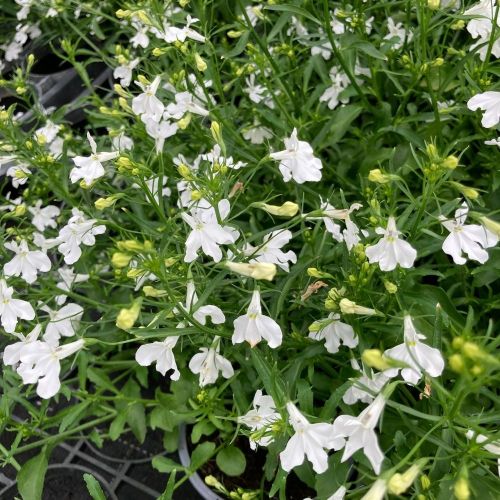 Lobelia Retombant Anabel Snow White