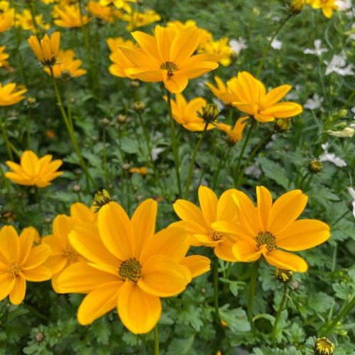 Bidens Golden Empire Jaune