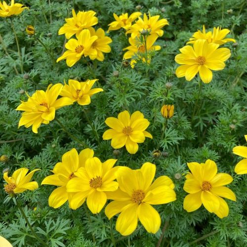 Bidens Ferulifolia Solaire Horizon