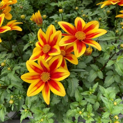 Bidens Taka Tuka M Yellow Red Star