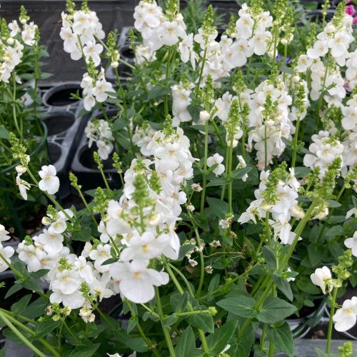 Diascia Genta Classic White