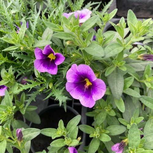 Calibrachoa Eye Conic Purple En Pot de 10,5cm