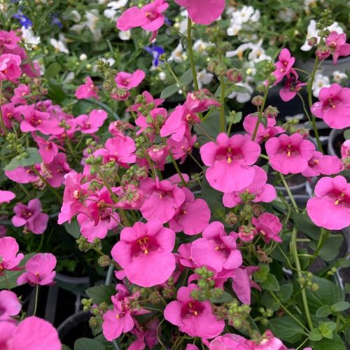 Diascia Barberae Flying Colors Dala Rose