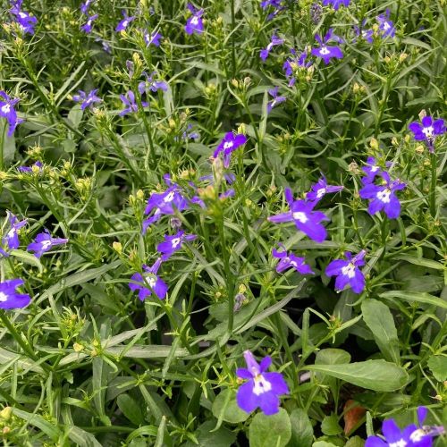 Lobelia Laguna Retombant Trailing Dark Blue