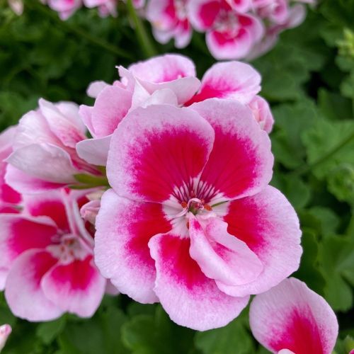 Geranium Zonal Flowerfairy White Splash