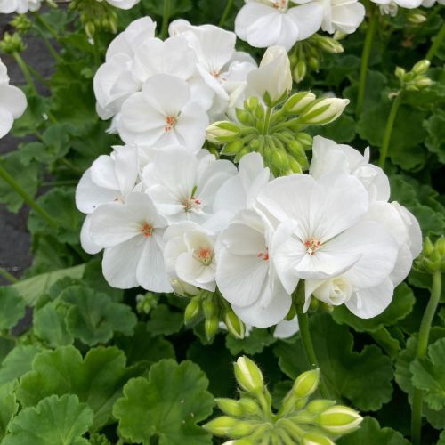 Geranium Zonal Classic White