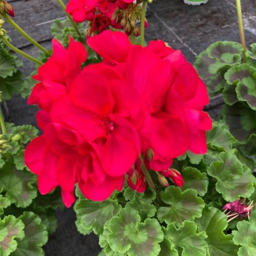 Geranium Zonal Calioppe Red Splash