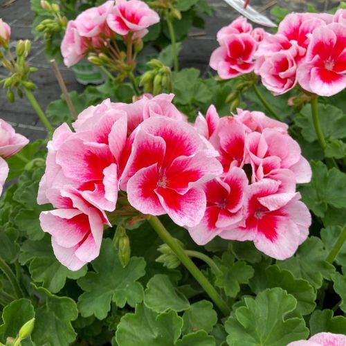 Geranium Zonal Americana White Splash