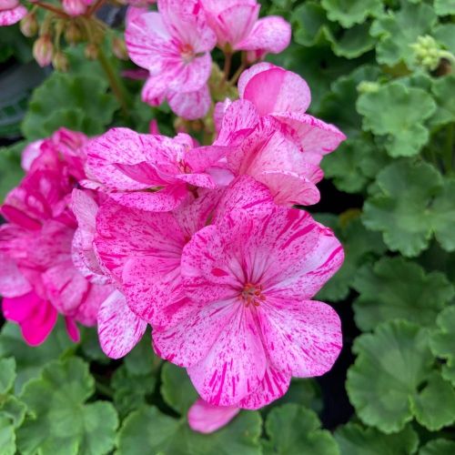 Geranium Zonal Survivor Baltik