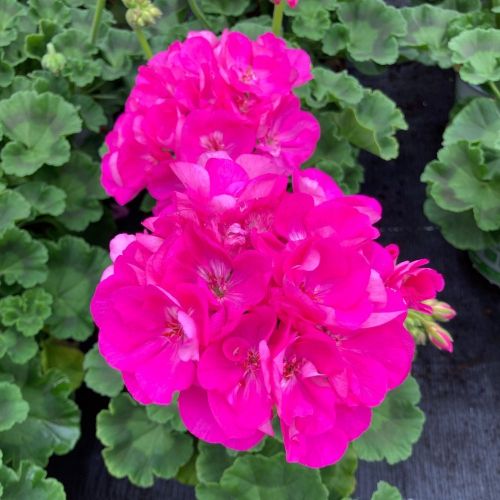 Geranium Zonal Alice