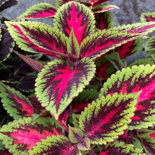 Coleus Ruby Road