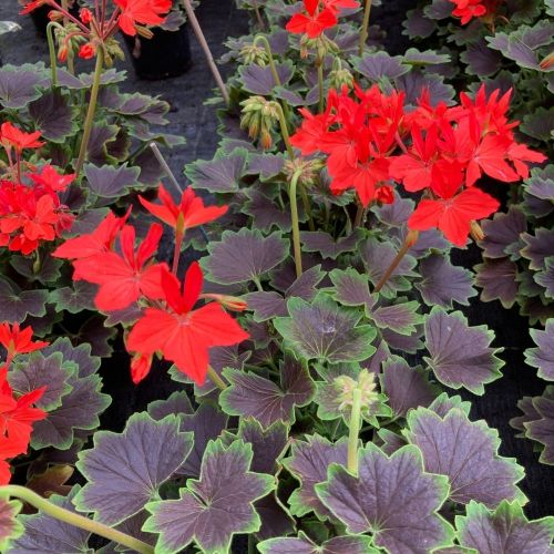 Geranium Zonal Firework Chocolate