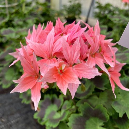 Geranium Zonal Fireworks rose