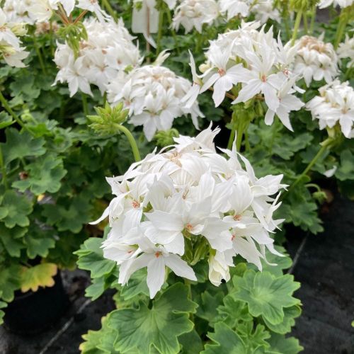 Geranium Zonal Fireworks White