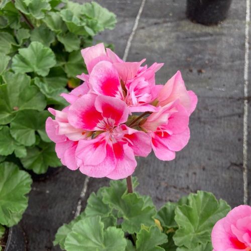 Geranium Zonal Dolce vita Linus