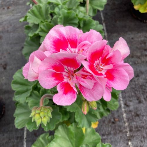 Geranium Zonal Dolce vita Linus