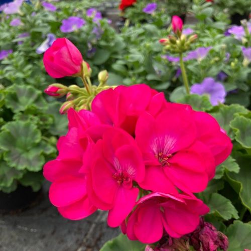 Geranium Zonal Toscana Regina