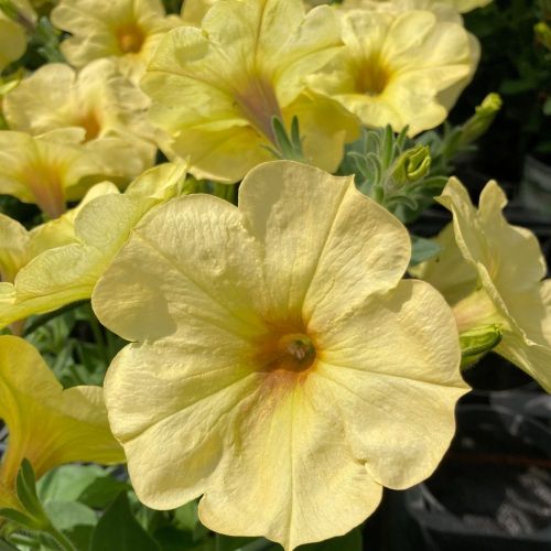 Petunia Surfinia Yellow Dream