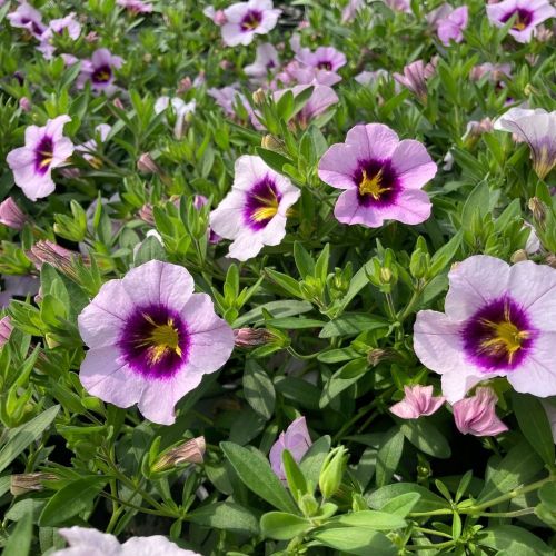 Calibrachoa Aloha Blue Sky