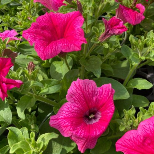 Petunia Surfinia Hot Pink