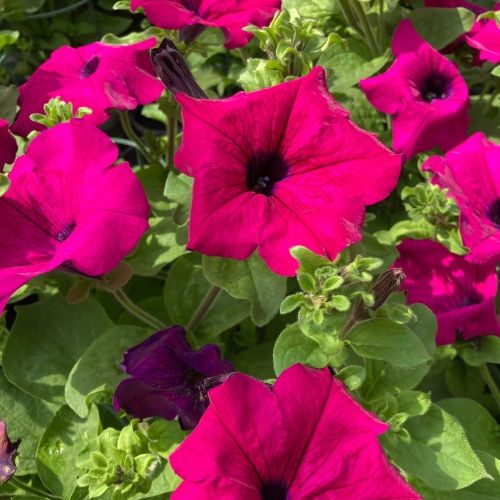 Petunia Retombant Surfinia Purple