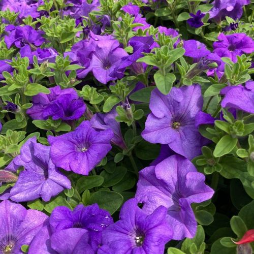 Petunia Surfinia Heavenly Blue