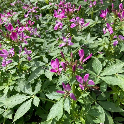 Cleome Clio Magenta