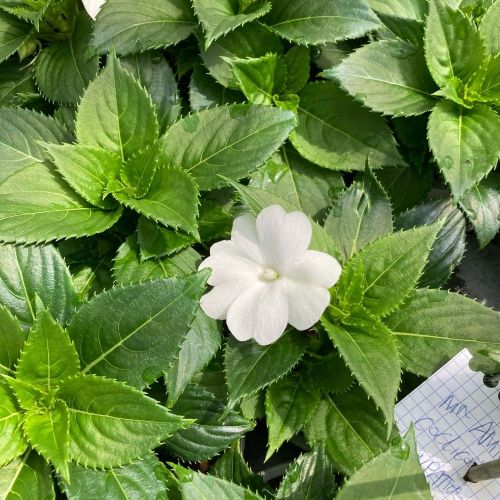 Impatiens Sunpatiens Compact White