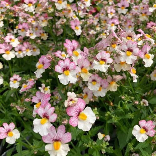 Nemesia Retombant Sunsatia Plus Lychee