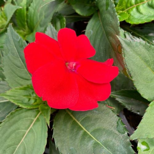 Impatiens Sunpatiens Scarlet Rouge