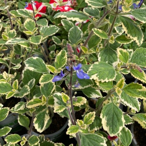 Plectranthus Spire Bleu