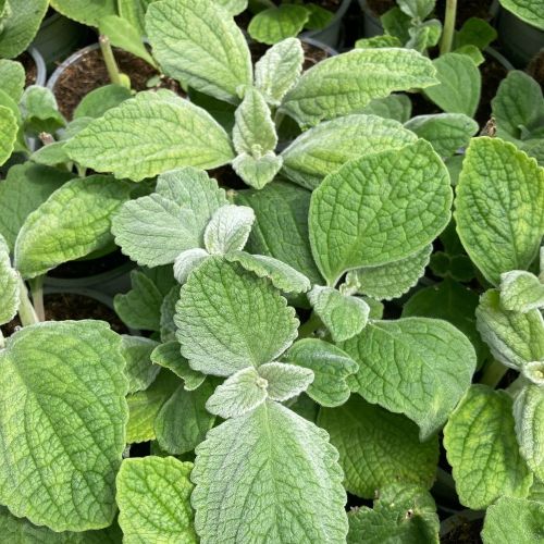 Plectranthus Argentatus Silver Shield