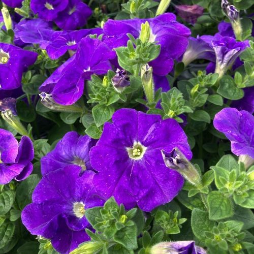 Petunia Surfinia Sky Blue