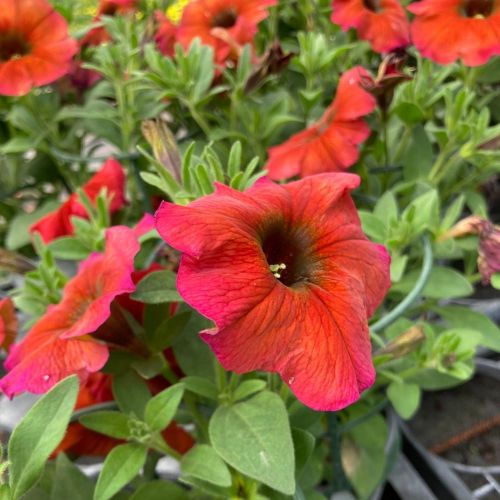 Petunia Petchoa Beautical Cinnamon