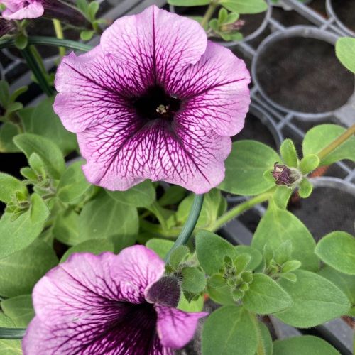 Petunia Fanfare Raspberry Vein