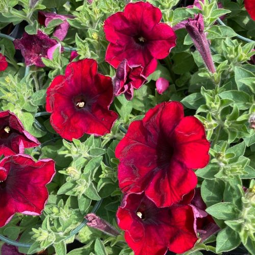 Petunia Supertunia Chocolina