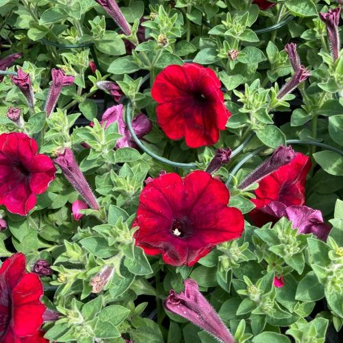 Petunia Supertunia Chocolina