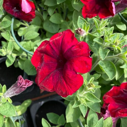 Petunia Supertunia Chocolina