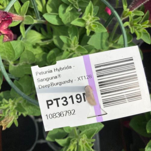 Petunia Supertunia Chocolina