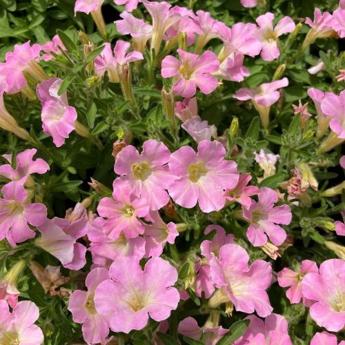 Petunia Retombant Itsy Light Pink