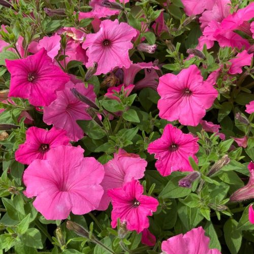 Surfinia Compact Sweetunia Bubblelou