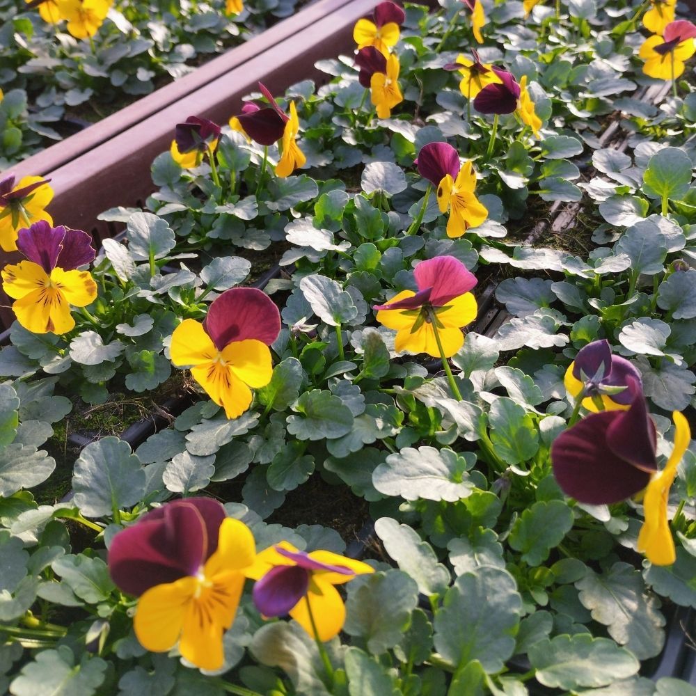 Violas Cornuta Jaune et Marron en lot de 9 pots de 9 cm