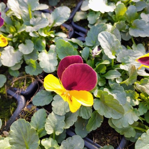 Violas Cornuta Jaune et Marron en lot de 9 pots de 9 cm