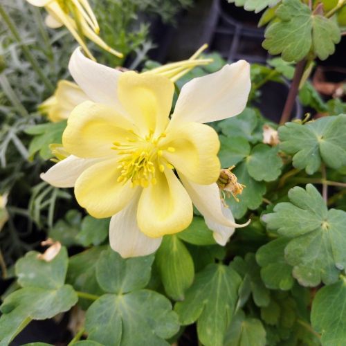 Ancolie Aquilegia jaune