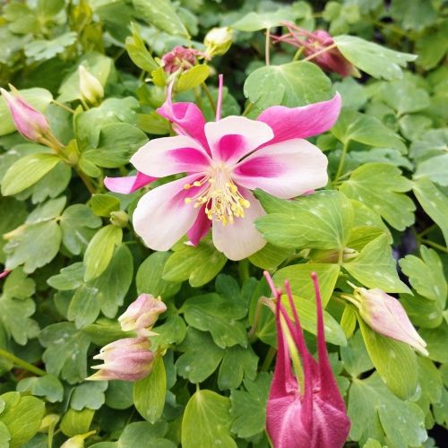 Ancolie Aquilegia rouge et blanc