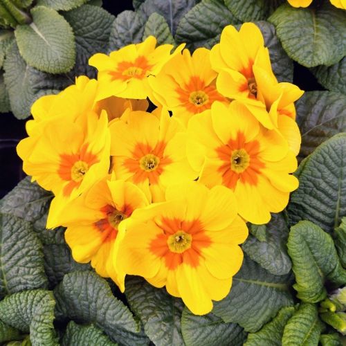 Primula Rambo Late Mix Jaune