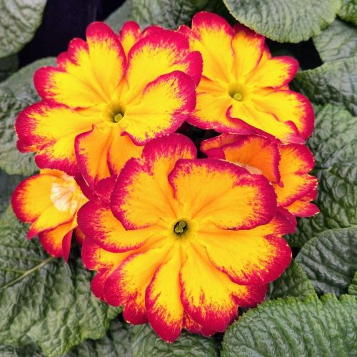 Primula Rambo Late Mix Elcora Red