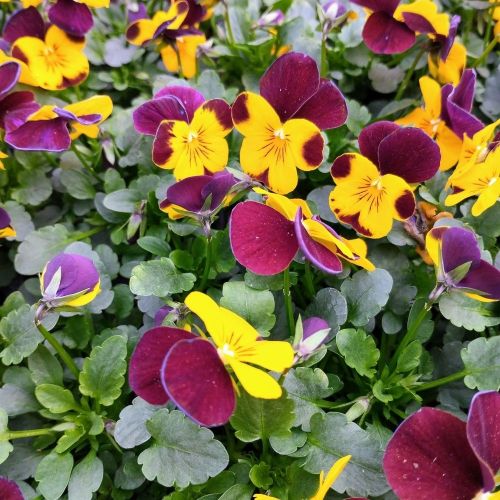 Violas Cornuta Jaune et Marron en lot de 9 pots de 9 cm