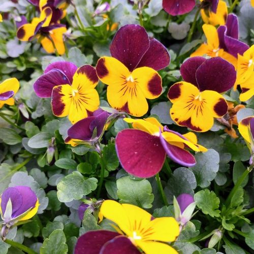 Violas Cornuta Jaune et Marron en lot de 9 pots de 9 cm