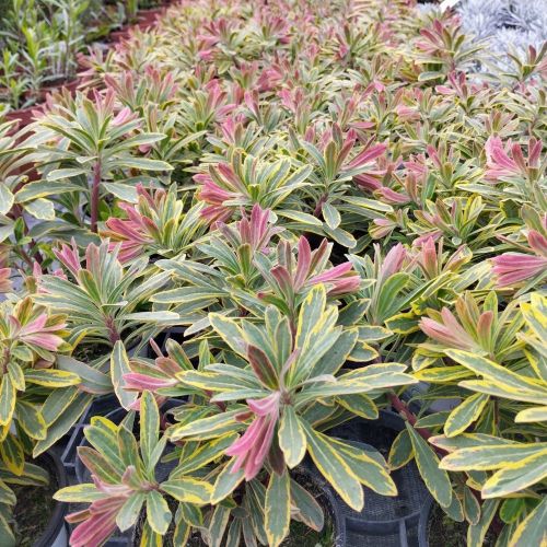 Euphorbe Amygdaloides Ascot Rainbow